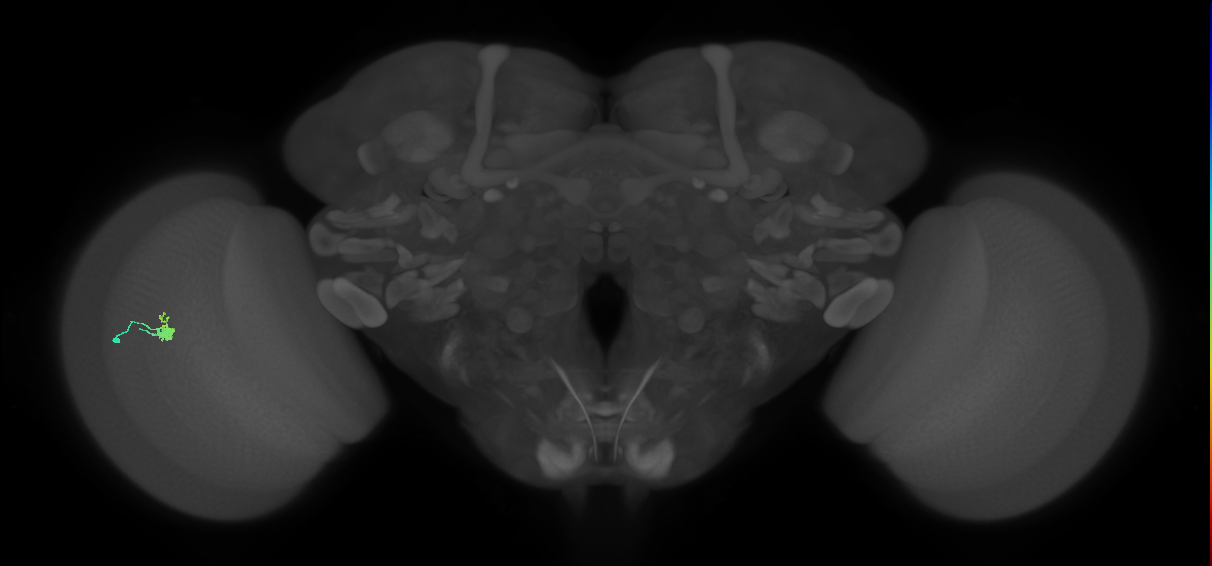 Dm2_L (MaleCNS:129480)