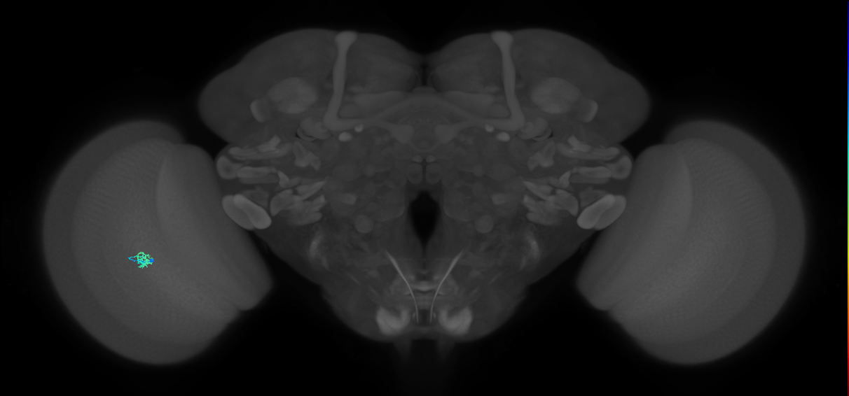 Dm2_L (MaleCNS:151645)