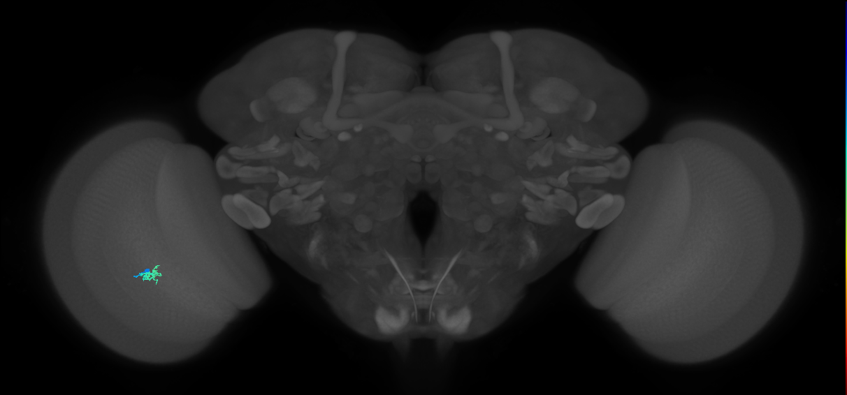 Dm2_L (MaleCNS:215361)