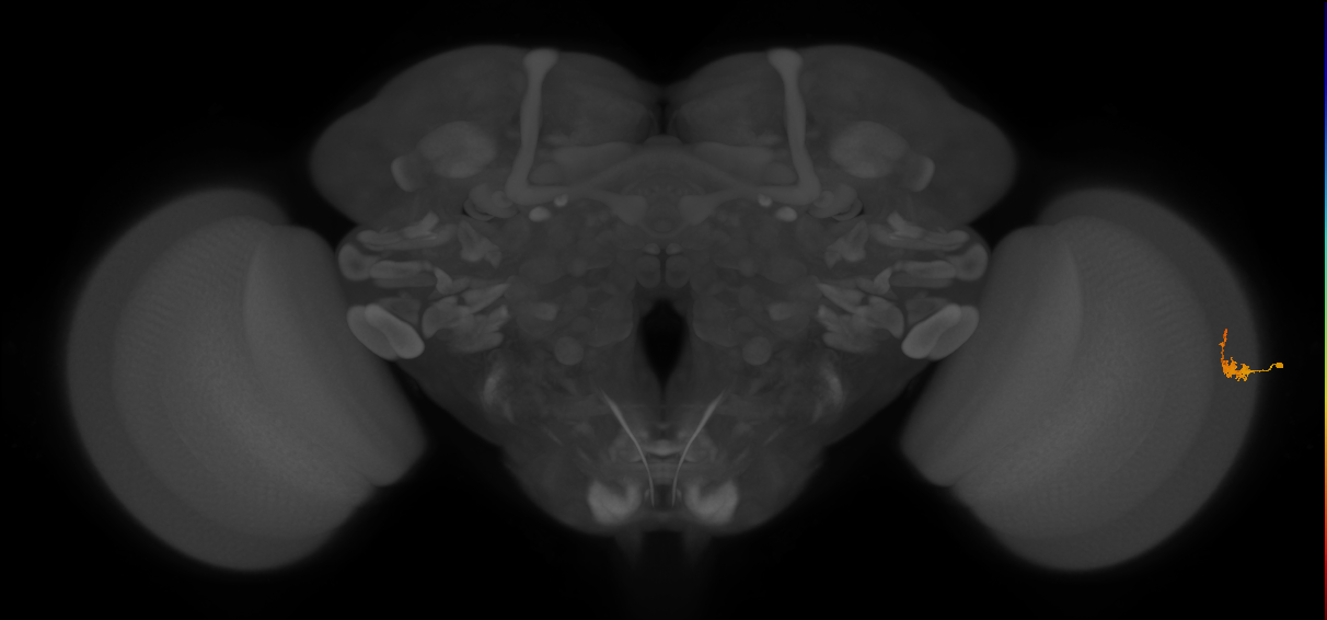 Dm2_R (MaleCNS:43677)