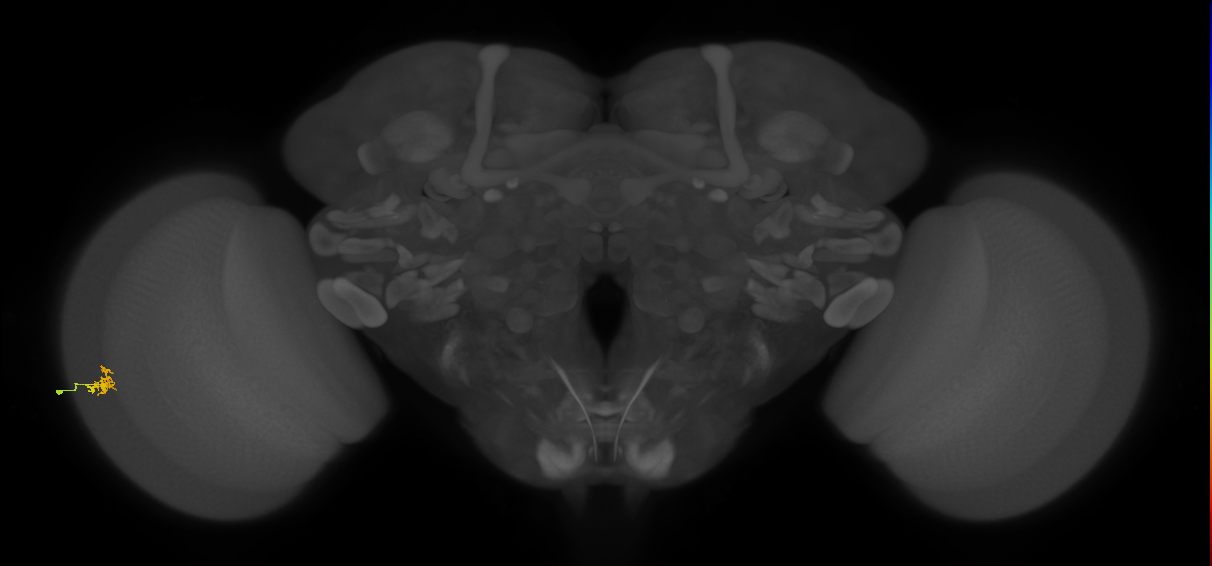 Dm2_L (MaleCNS:514051)