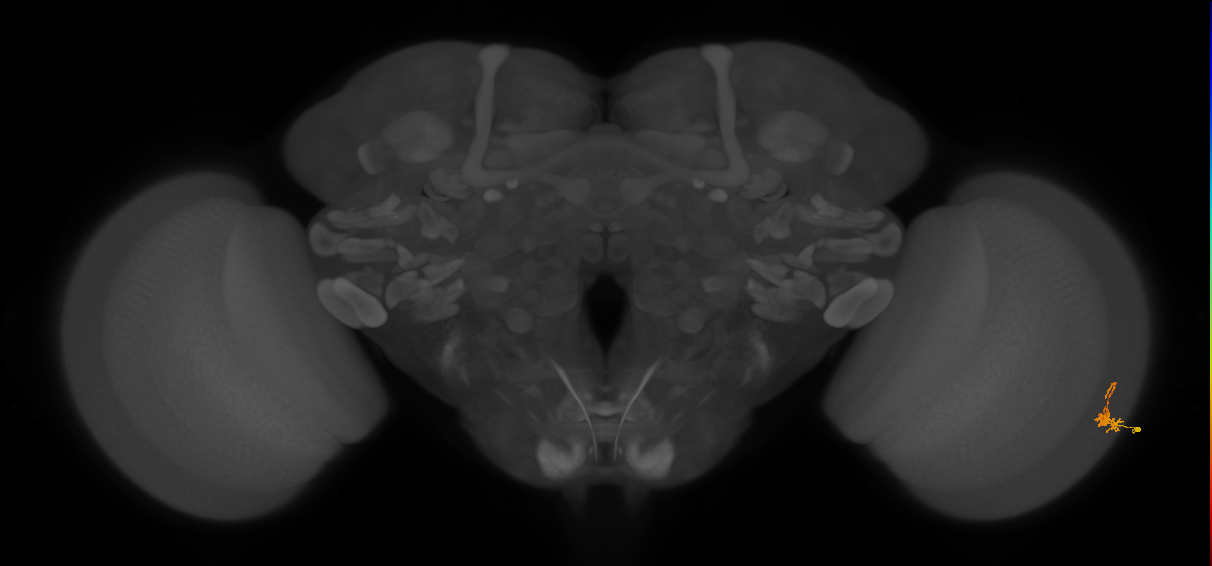 Dm2_R (MaleCNS:142752)