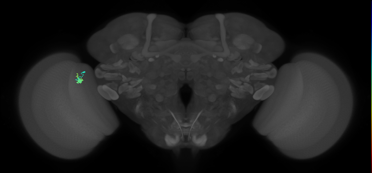 Dm2_L (MaleCNS:214548)
