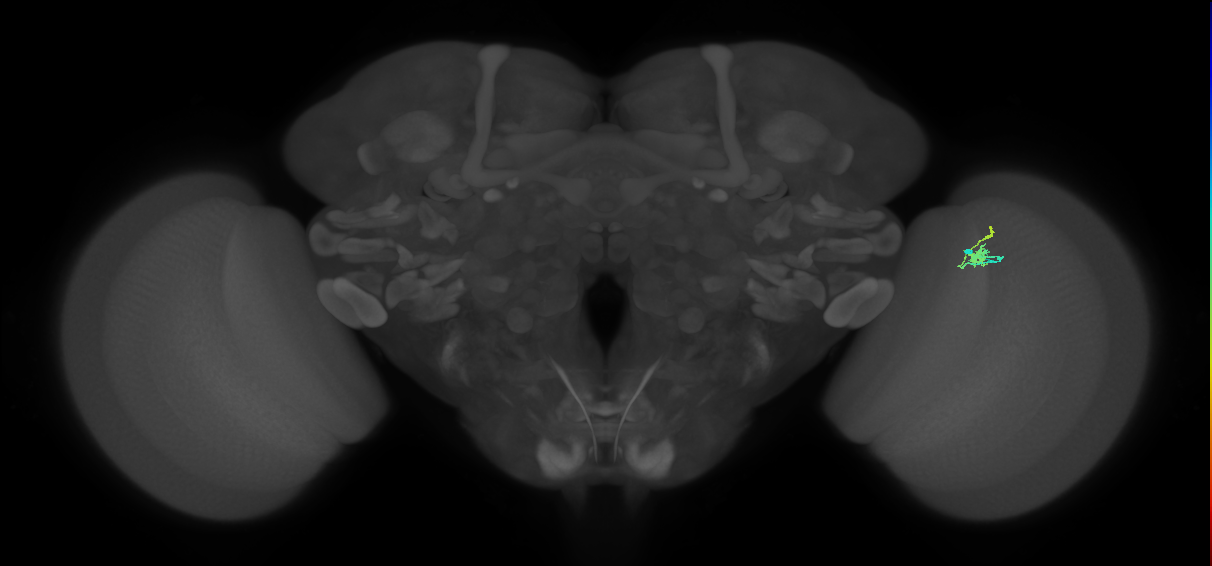 Dm2_R (MaleCNS:137469)