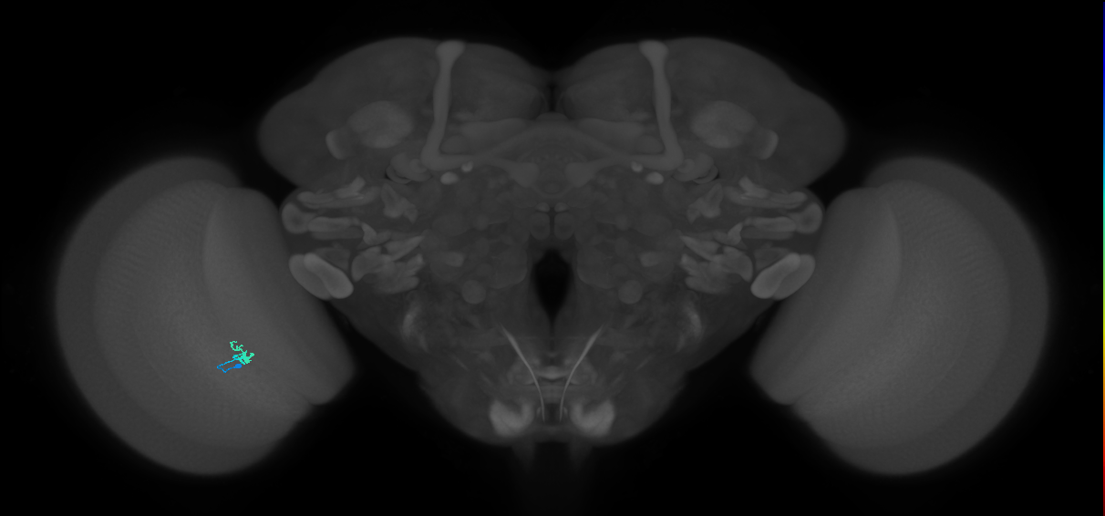 Dm2_L (MaleCNS:210455)