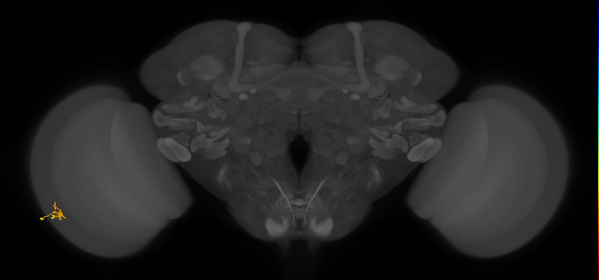 Dm2_L (MaleCNS:561720)