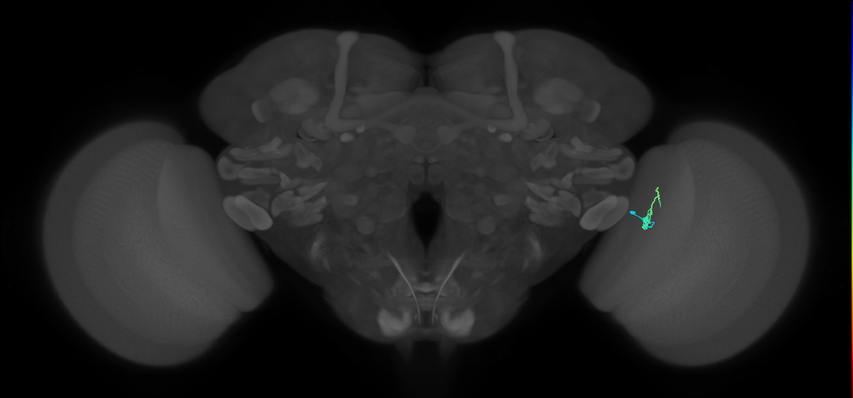 Dm2_R (MaleCNS:158134)