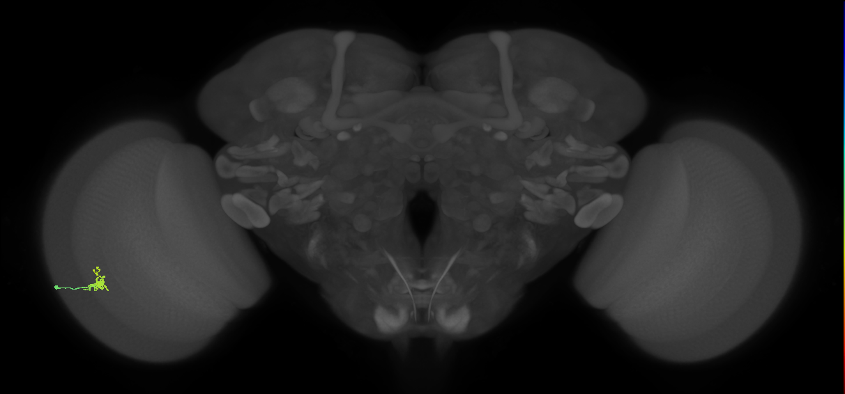 Dm2_L (MaleCNS:535399)