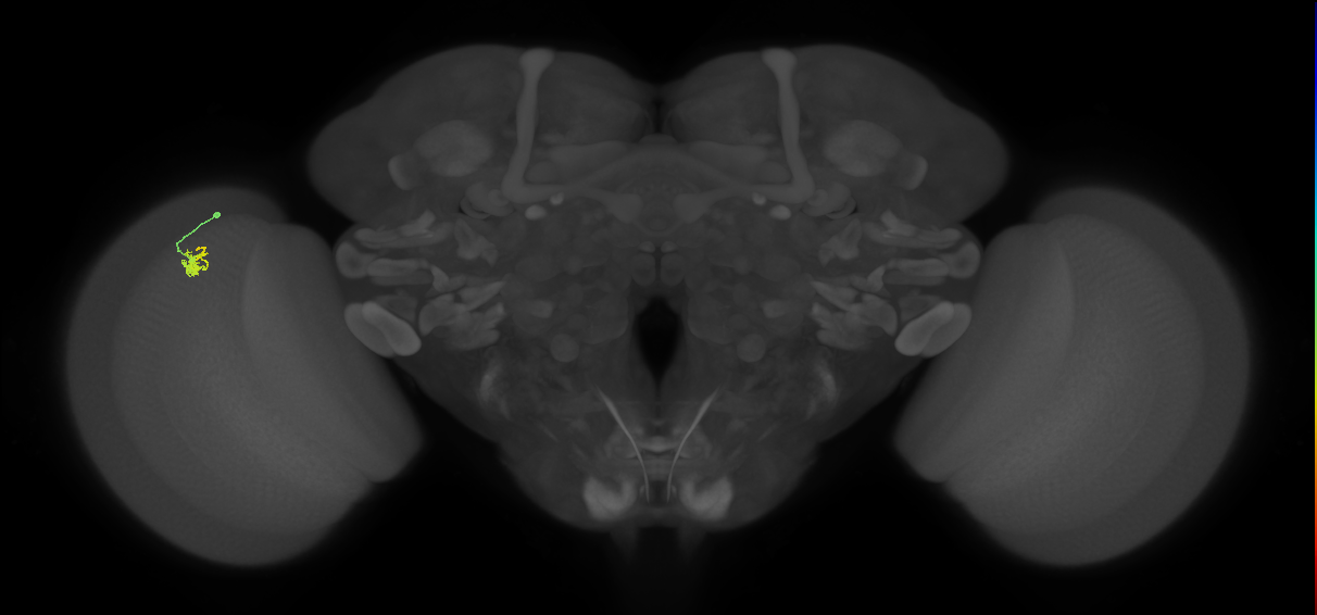 Dm2_L (MaleCNS:138462)
