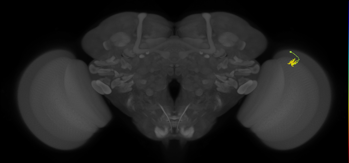 Dm2_R (MaleCNS:128403)