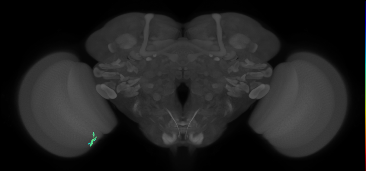 Dm2_L (MaleCNS:536372)