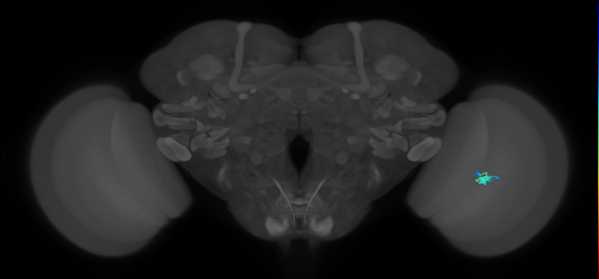 Dm2_R (MaleCNS:134052)
