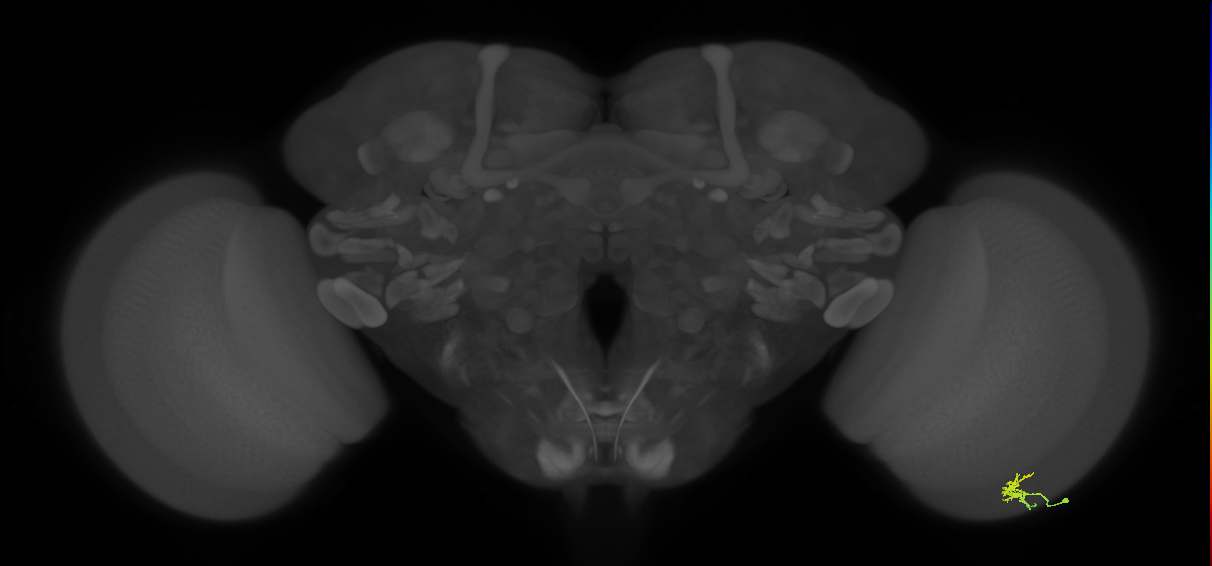 Dm2_R (MaleCNS:133417)