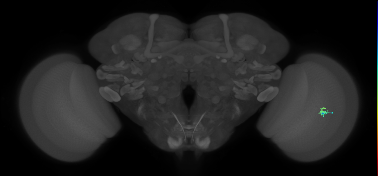 Dm2_R (MaleCNS:134570)