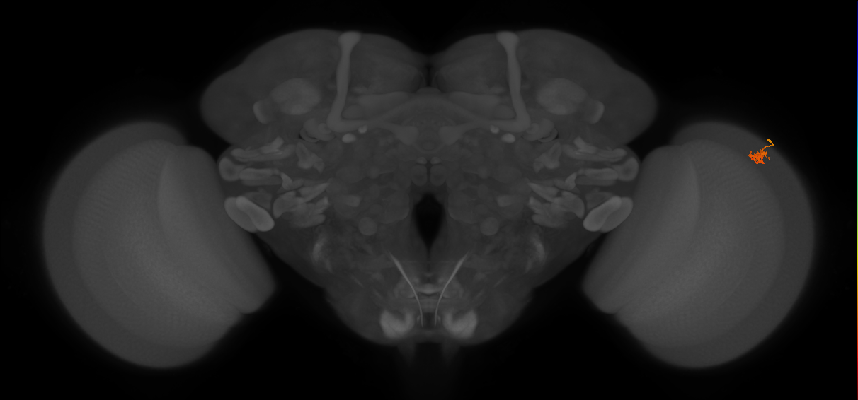 Dm2_R (MaleCNS:131013)
