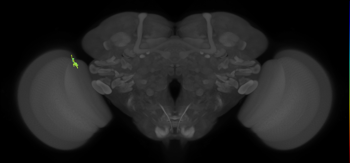 Dm2_L (MaleCNS:571647)