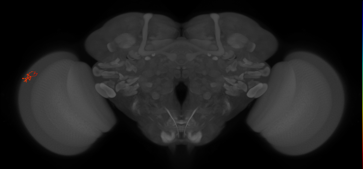 Dm2_L (MaleCNS:222406)
