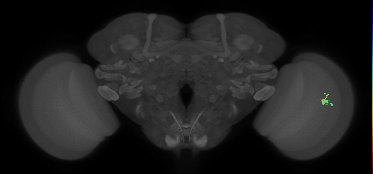 Dm2_R (MaleCNS:132242)