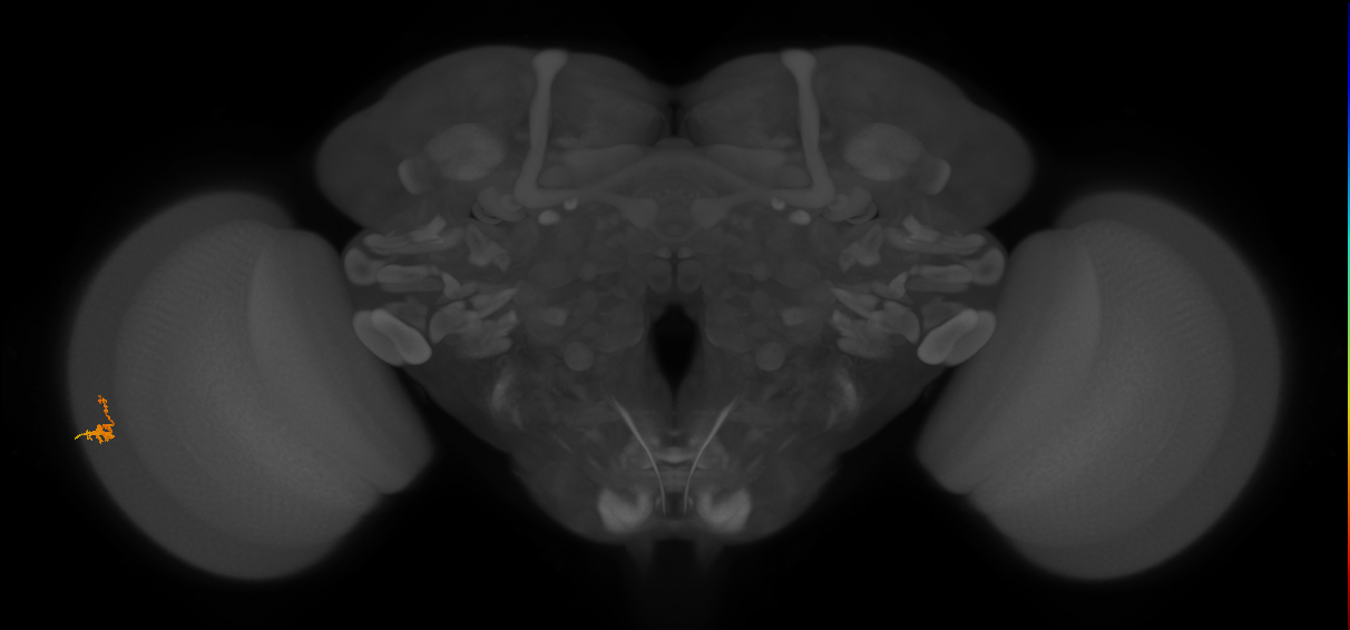 Dm2_L (MaleCNS:540086)