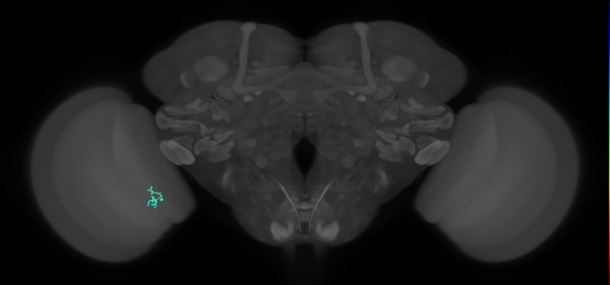 Dm2_L (MaleCNS:223498)