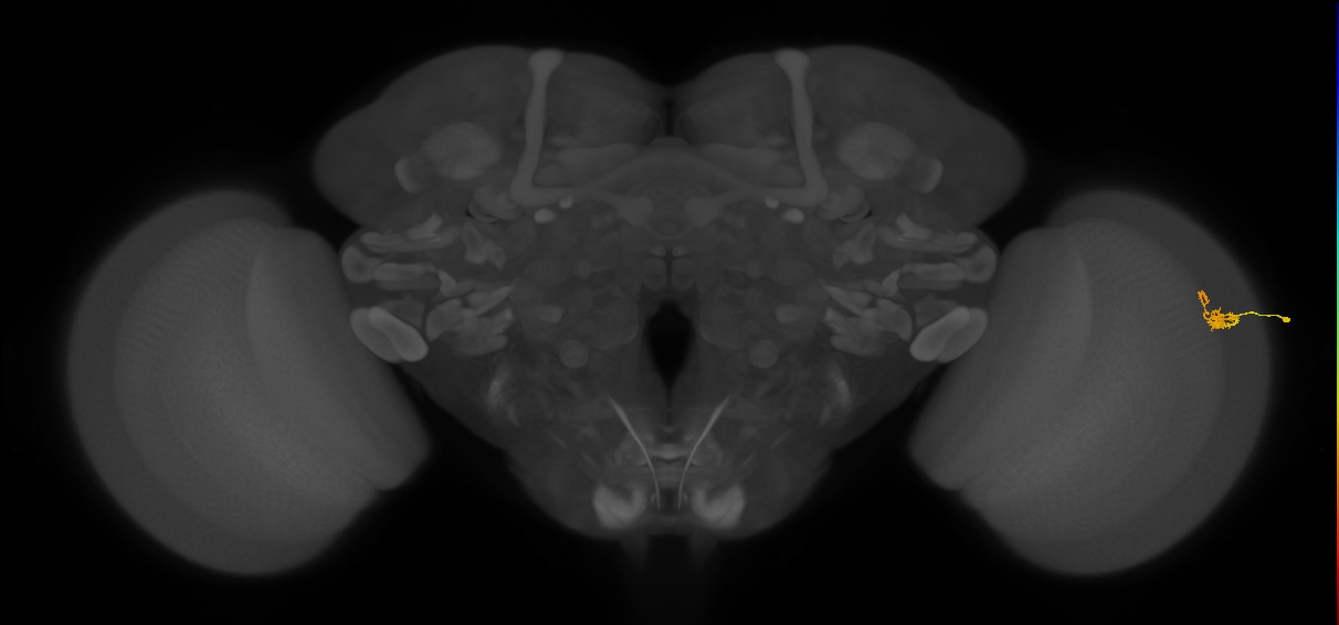 Dm2_R (MaleCNS:174583)