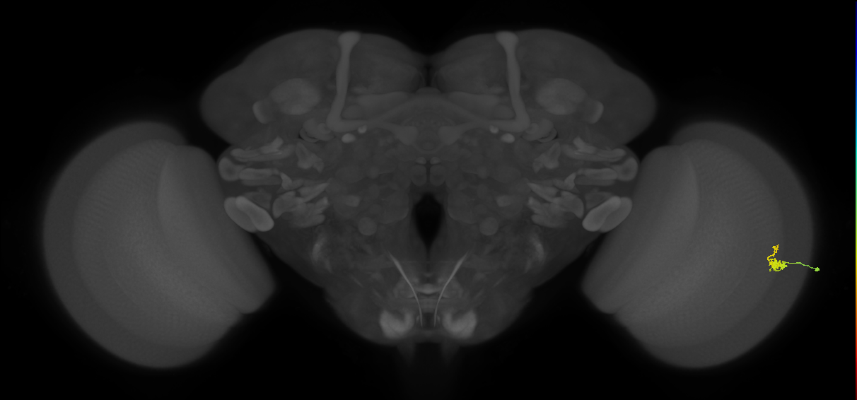Dm2_R (MaleCNS:169707)