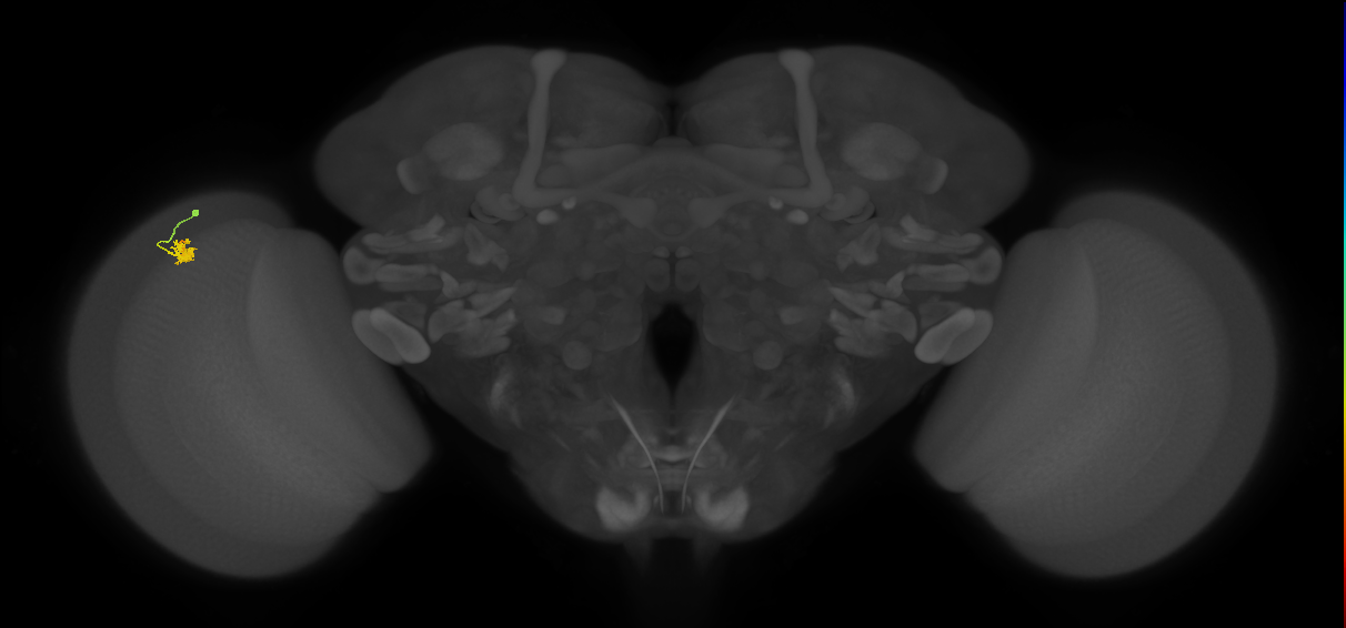 Dm2_L (MaleCNS:132202)