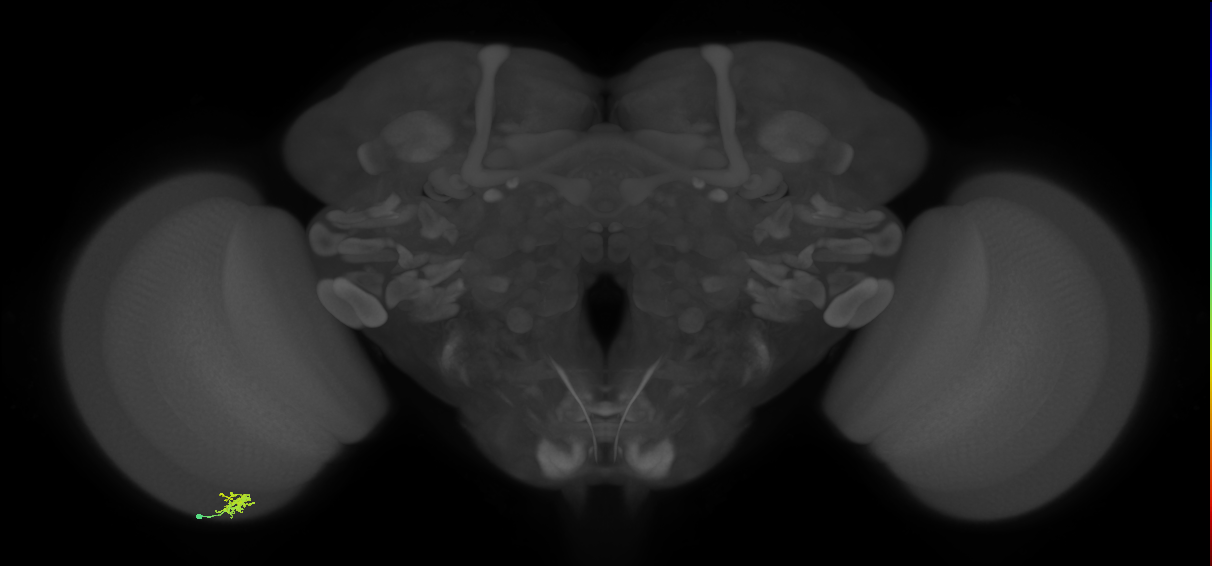 Dm2_L (MaleCNS:147926)