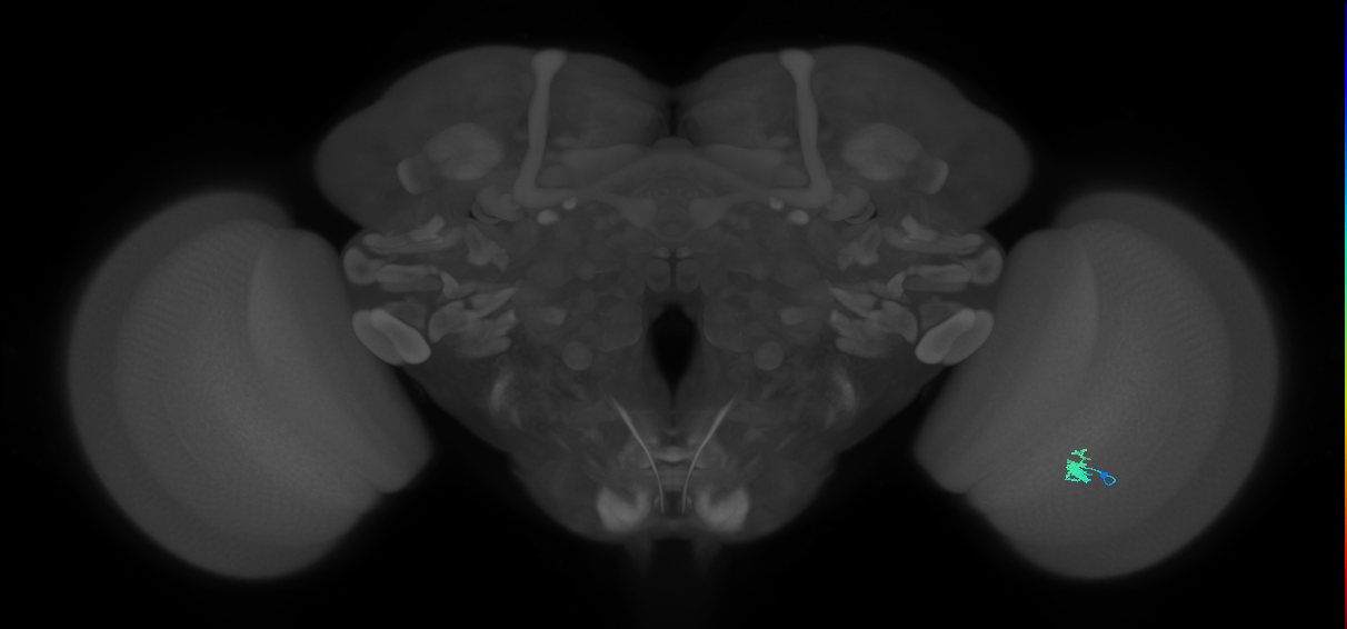 Dm2_R (MaleCNS:137109)