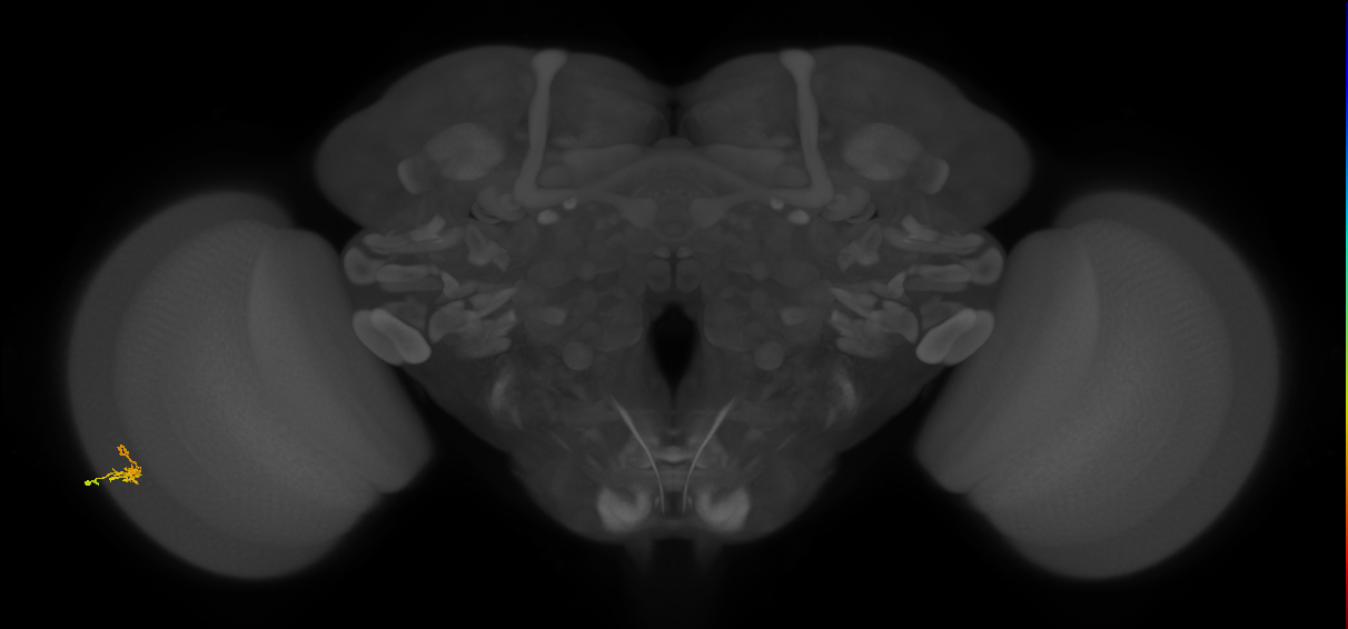 Dm2_L (MaleCNS:548254)