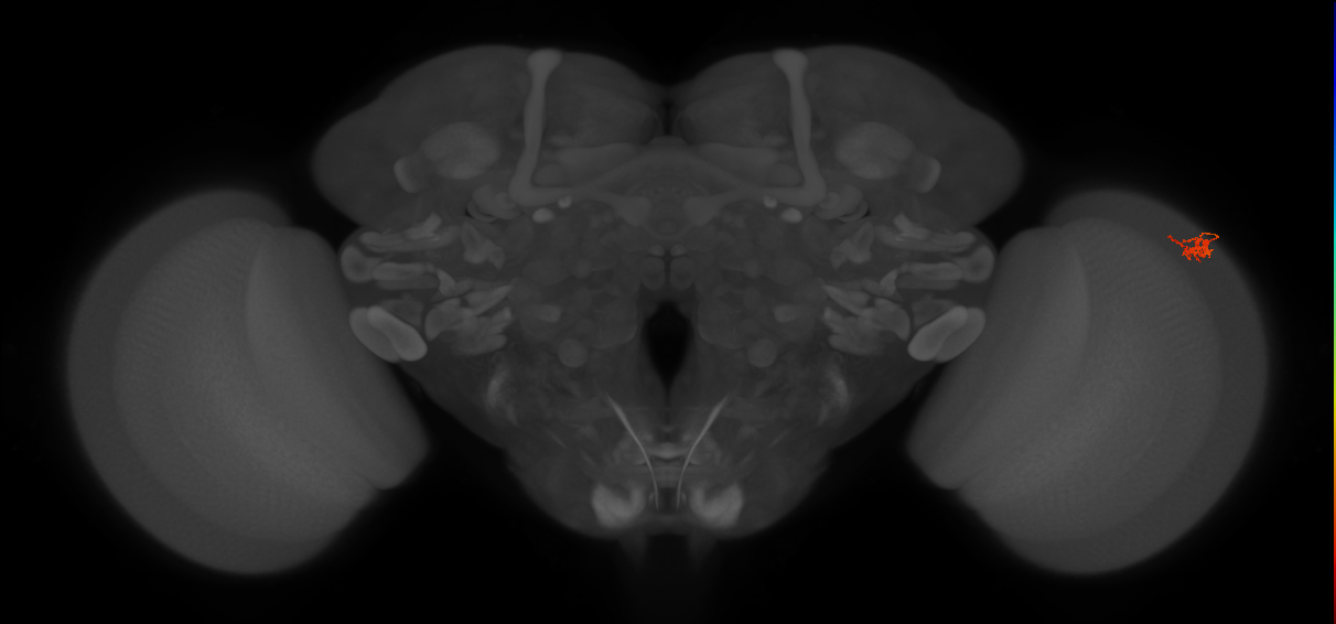 Dm2_R (MaleCNS:124908)
