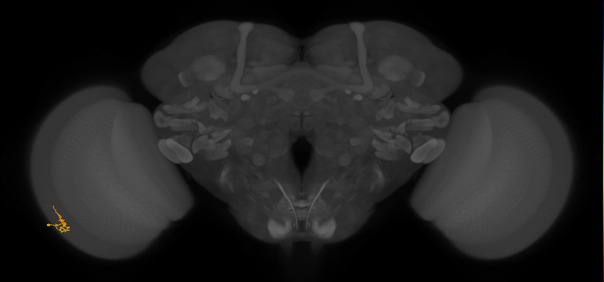 Dm2_L (MaleCNS:580663)