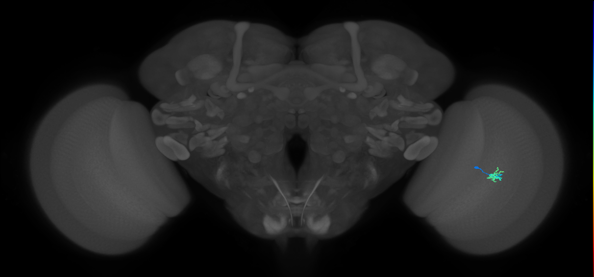 Dm2_R (MaleCNS:143979)