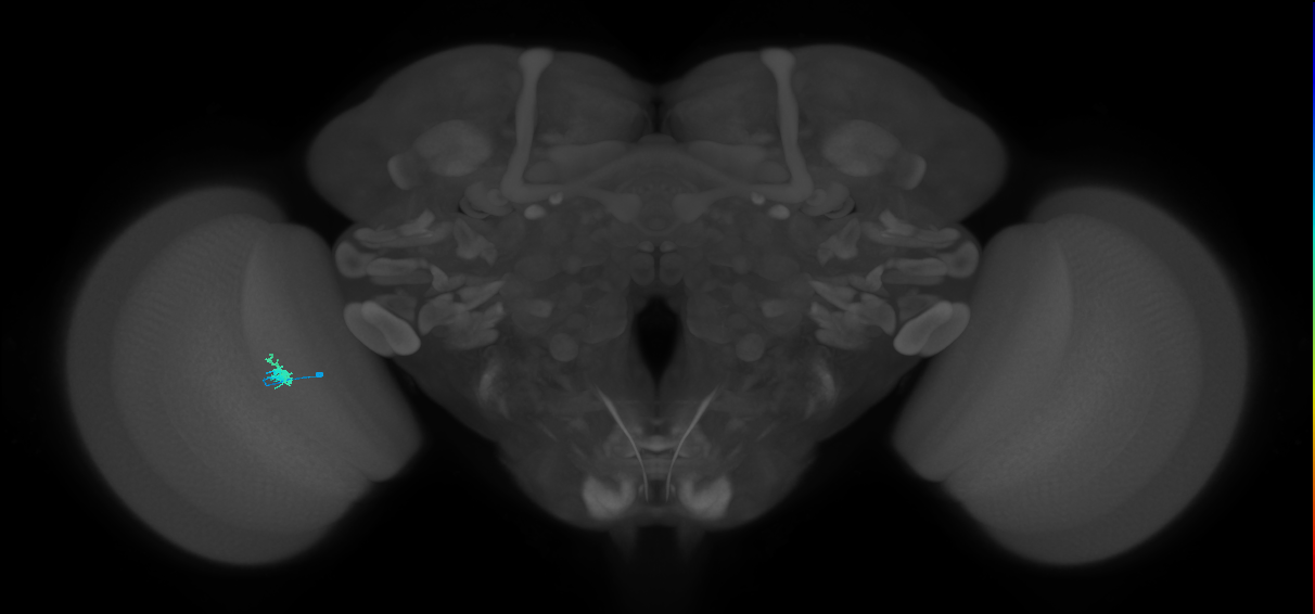 Dm2_L (MaleCNS:531315)