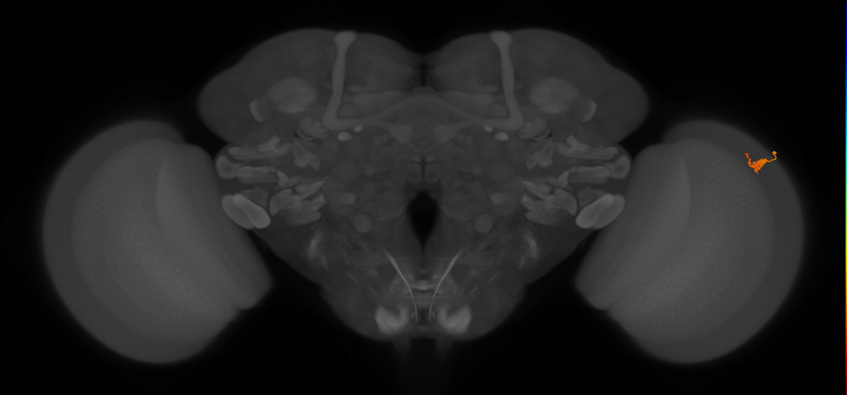 Dm2_R (MaleCNS:135526)