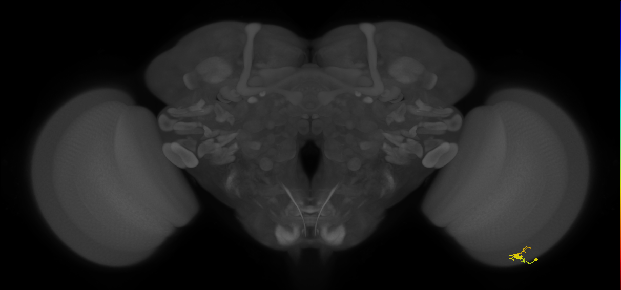 Dm2_R (MaleCNS:158333)