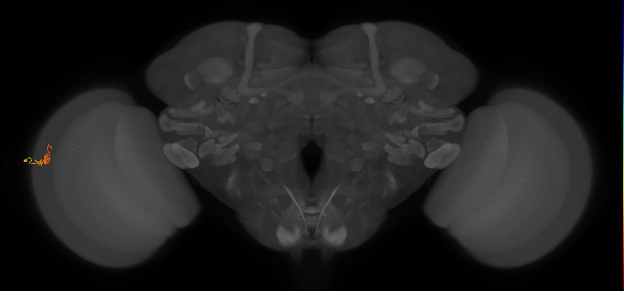 Dm2_L (MaleCNS:543857)