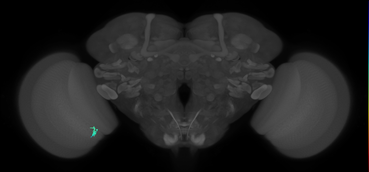 Dm2_L (MaleCNS:208590)