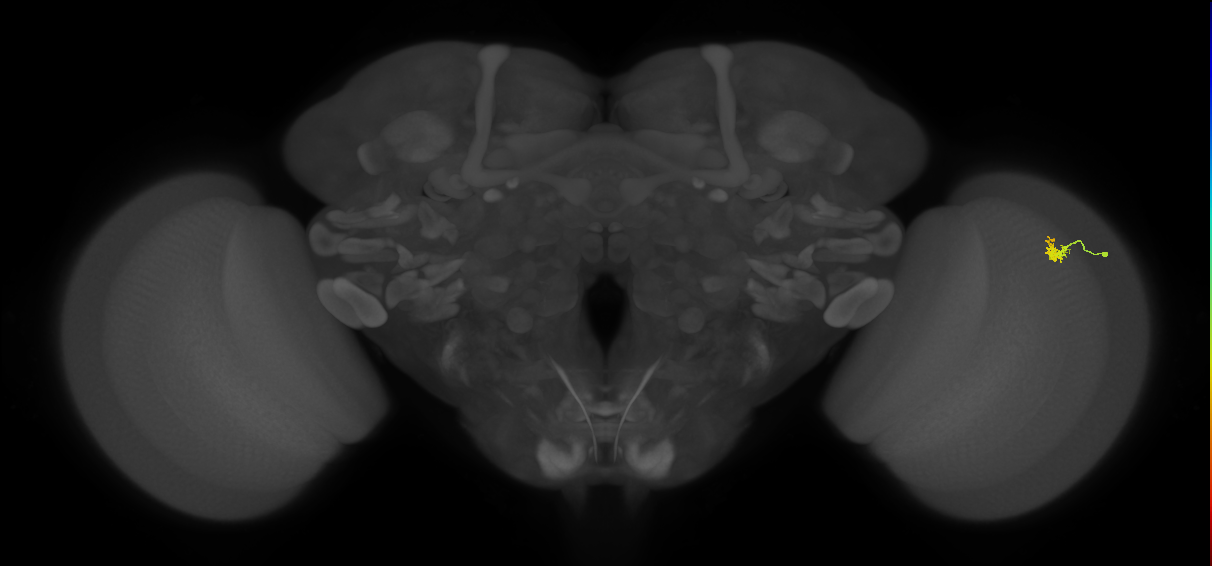 Dm2_R (MaleCNS:145361)