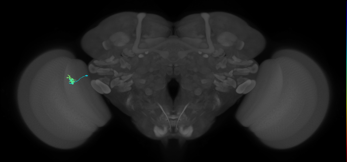 Dm2_L (MaleCNS:190648)