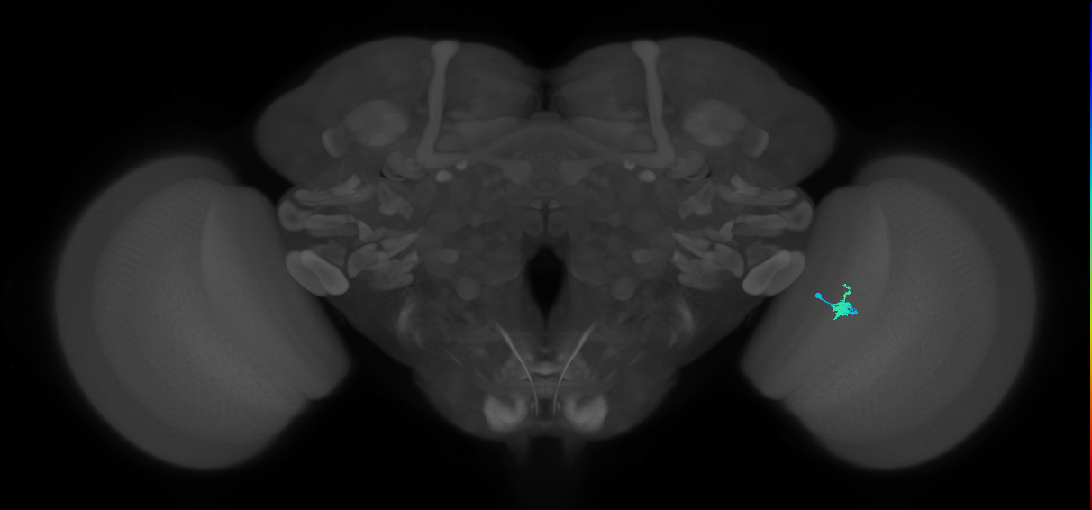 Dm2_R (MaleCNS:138285)