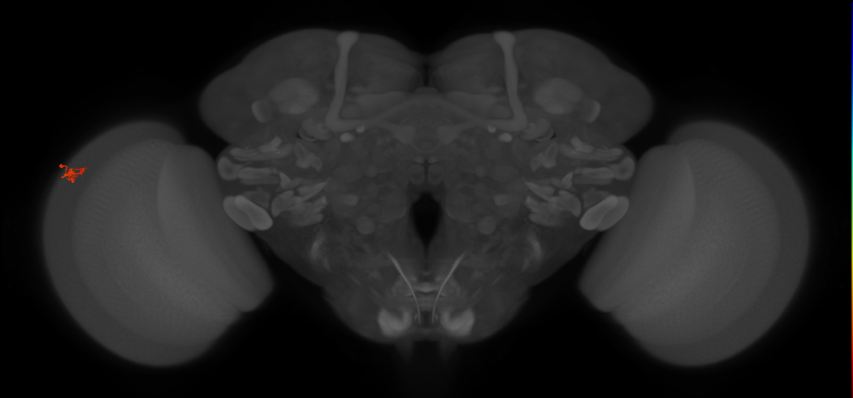 Dm2_L (MaleCNS:214473)