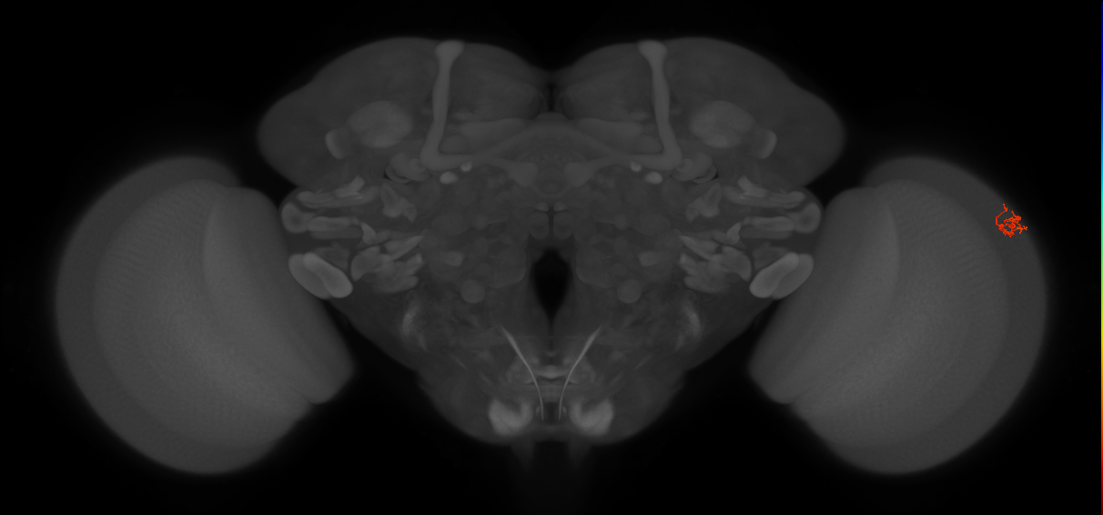 Dm2_R (MaleCNS:213574)