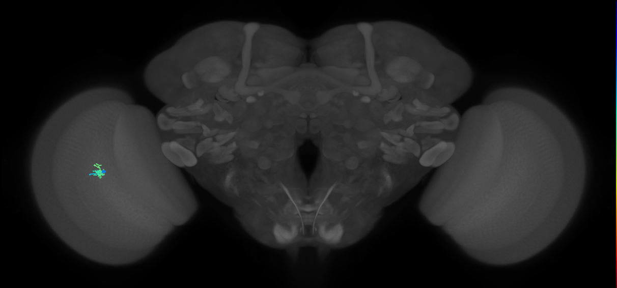 Dm2_L (MaleCNS:155688)