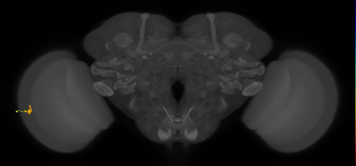 Dm2_L (MaleCNS:580118)
