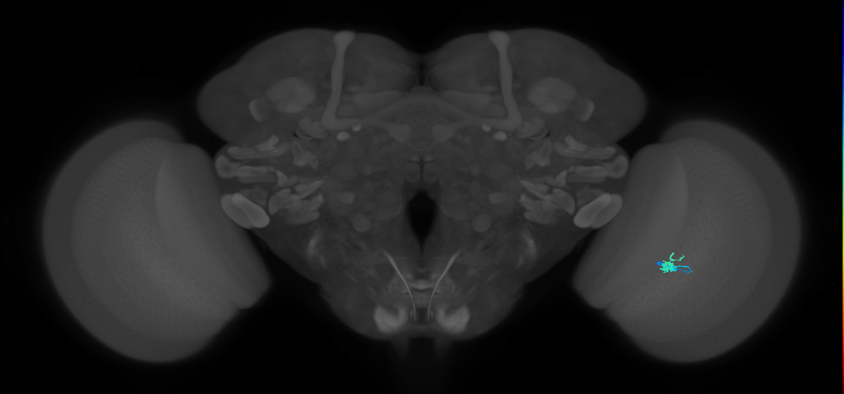 Dm2_R (MaleCNS:153538)