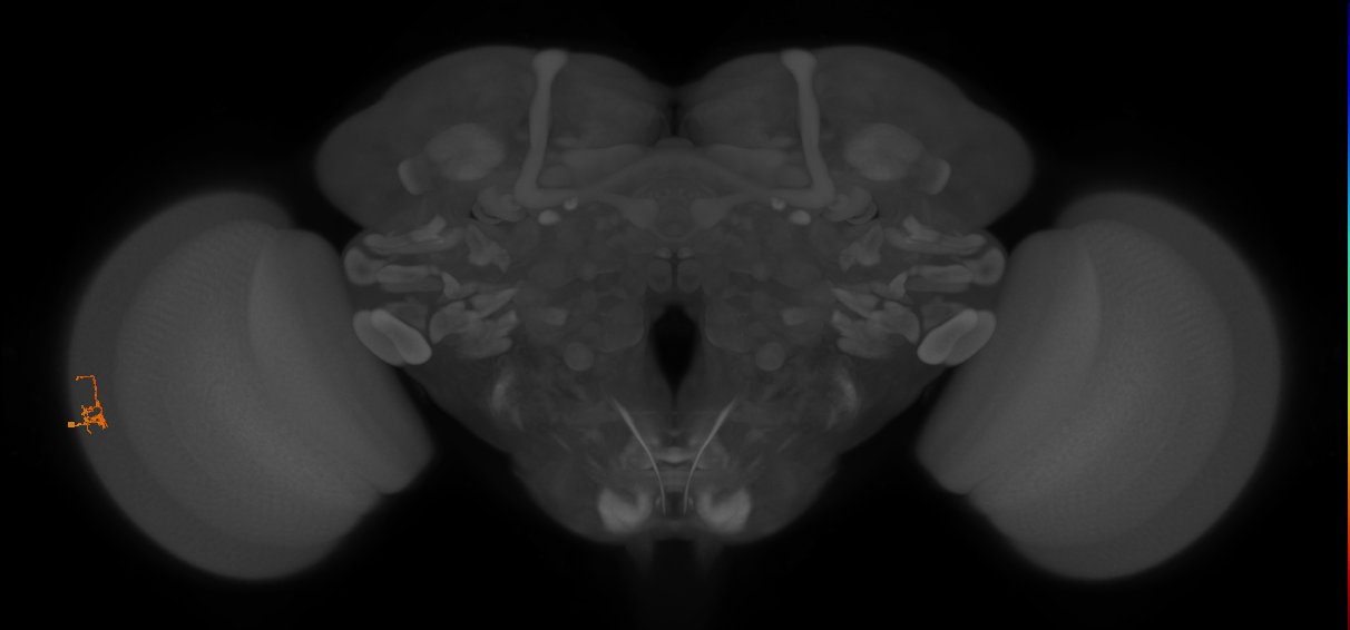 Dm2_L (MaleCNS:564479)