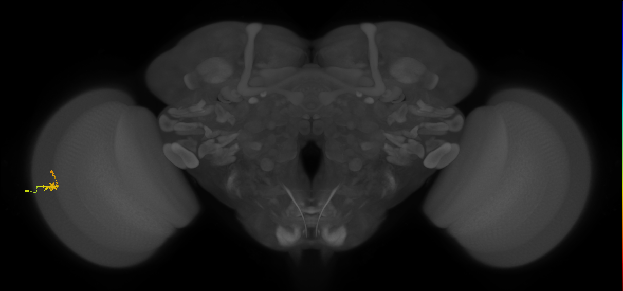 Dm2_L (MaleCNS:514619)