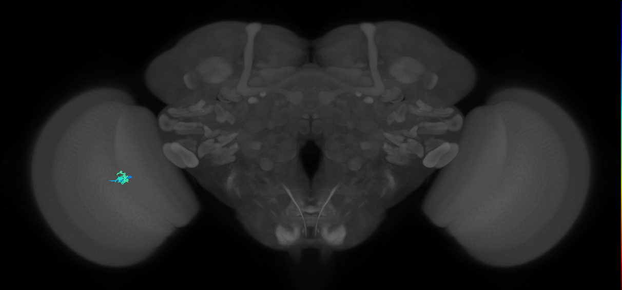 Dm2_L (MaleCNS:552949)