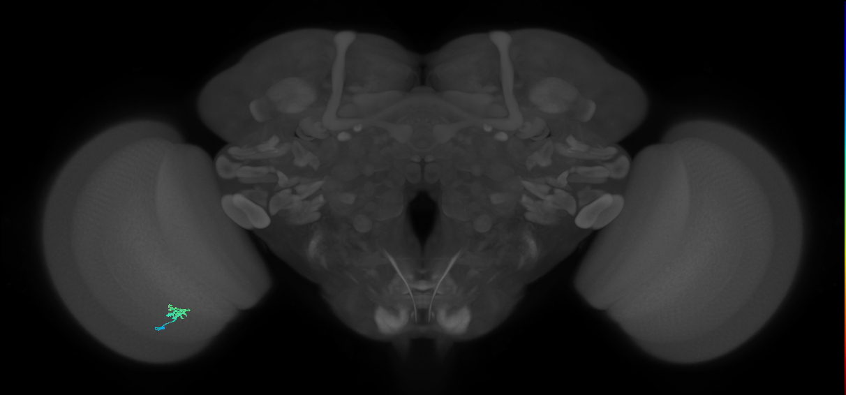 Dm2_L (MaleCNS:154856)